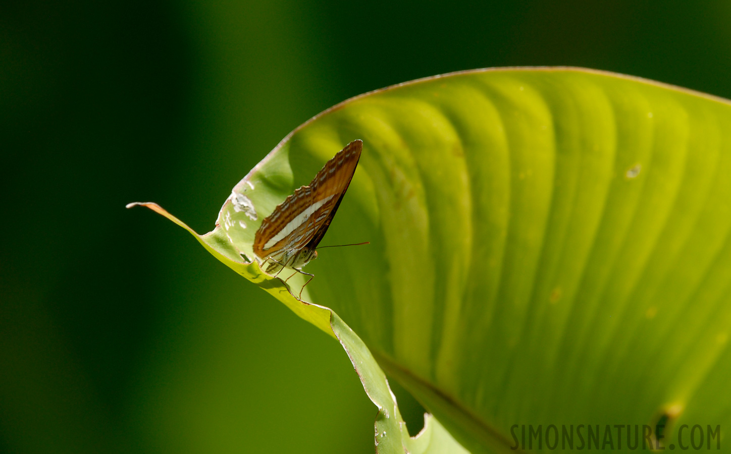 Pacuare Lodge [360 mm, 1/250 sec at f / 8.0, ISO 250]